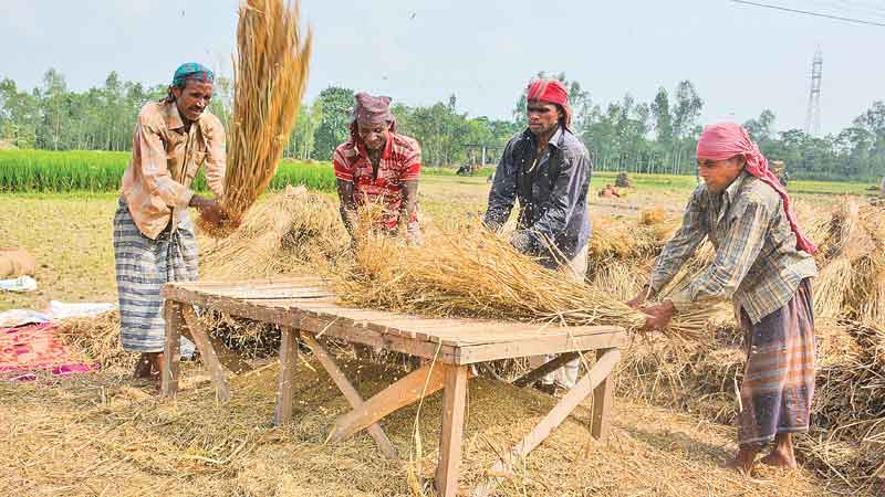 Harvest of Zinc-enriched paddy begins in 2 dists