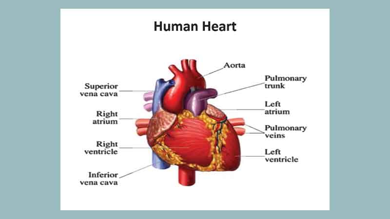 Heart imaging - is it helping or hurting your health?
