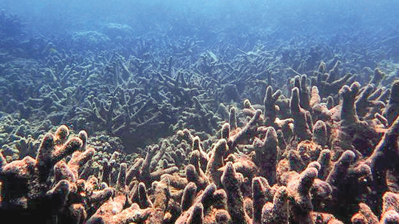 Heatwaves kill coral reefs far faster than thought: Study