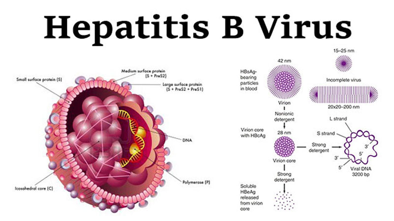 Viral hepatitis preventable, curable: BGS