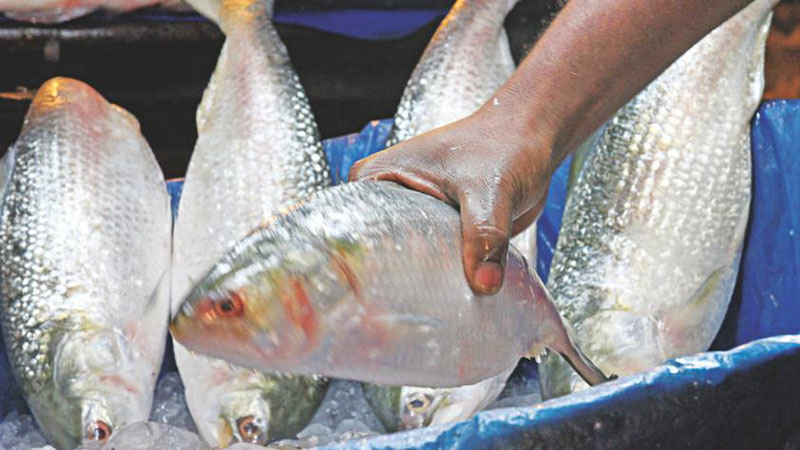 Hilsa hurrah in Barisal markets
