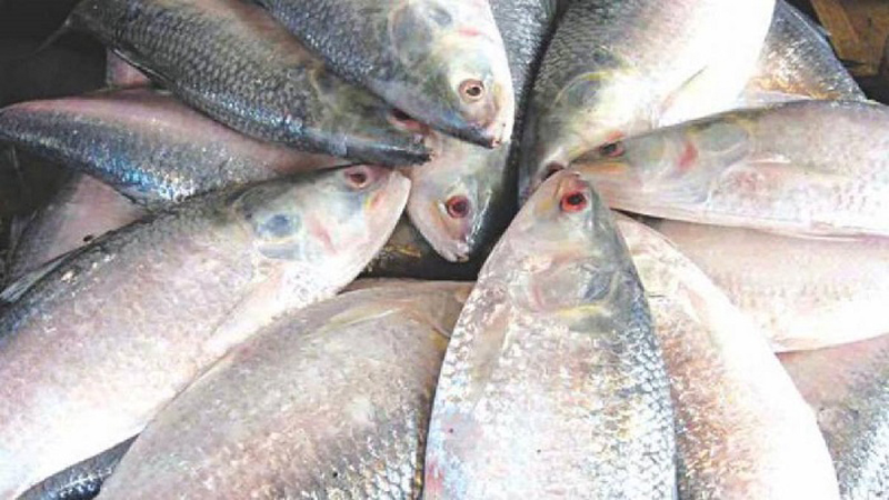 Abundant Hilsa supply brings down prices