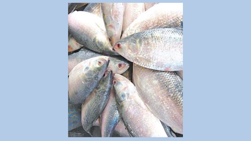 Hilsa price goes up in Khulna
