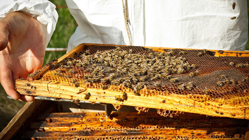 Honey production falling sharply 