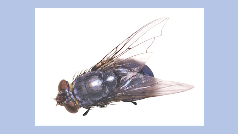 Houseflies: Just how 
bad are they for 
your health?