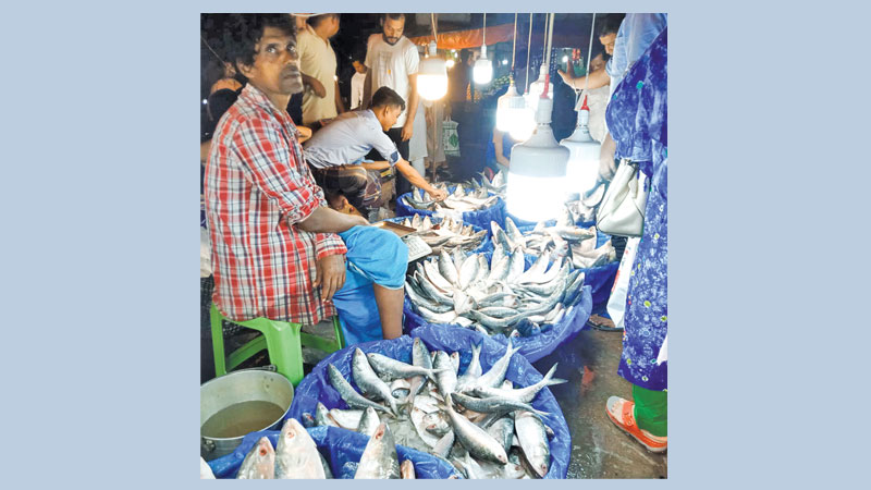 Huge hilsa haul brings cheer to fishermen