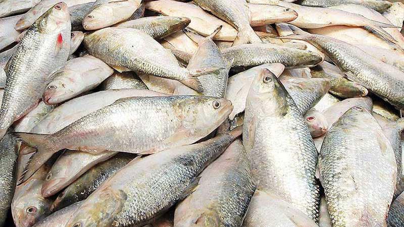 437kg hilsa, 4.94 lakh 
meter nets seized 