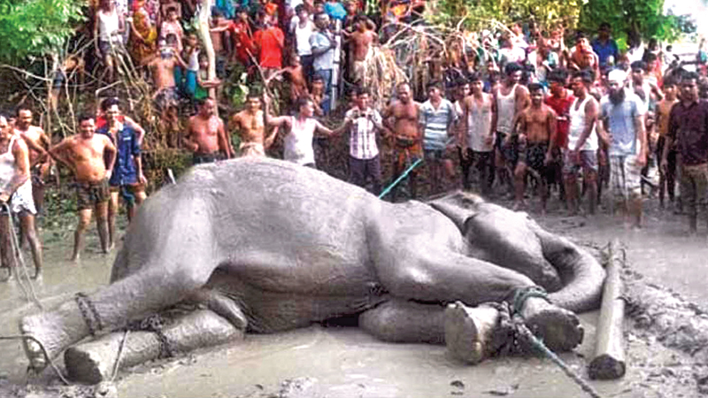 Indian elephant rescued, finally