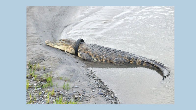 Indonesia offers reward for plucking tyre off croc neck