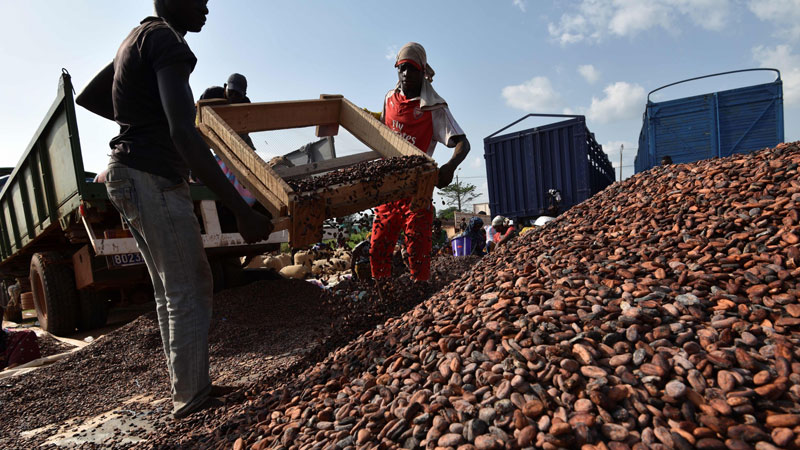 ‘Chocolate industry driving deforestation of Ivory Coast’