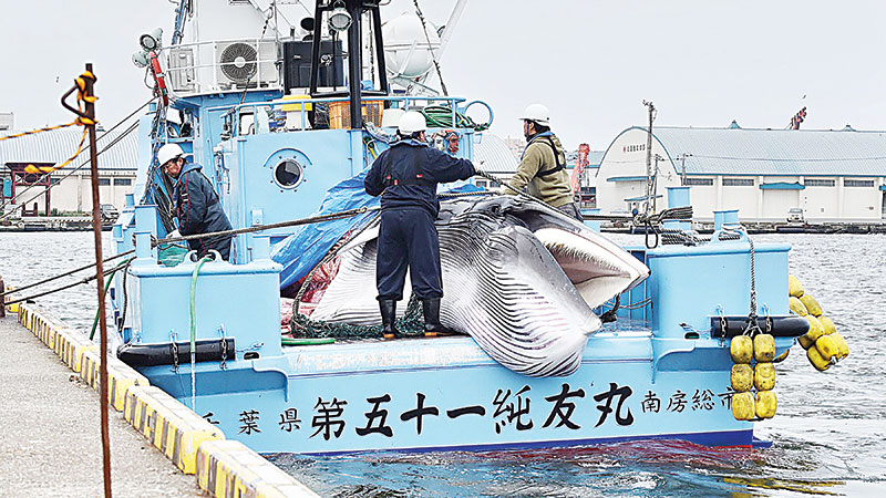 Japan resumes commercial hunt of whales
