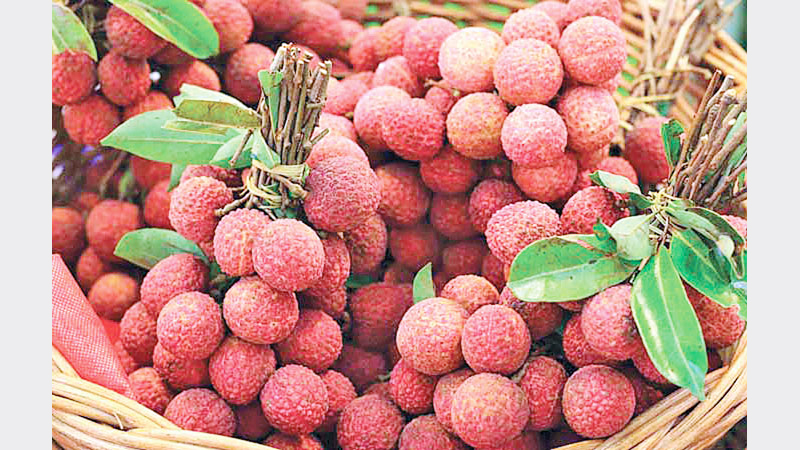 Juicy litchi starts appearing in Rangpur bazaars