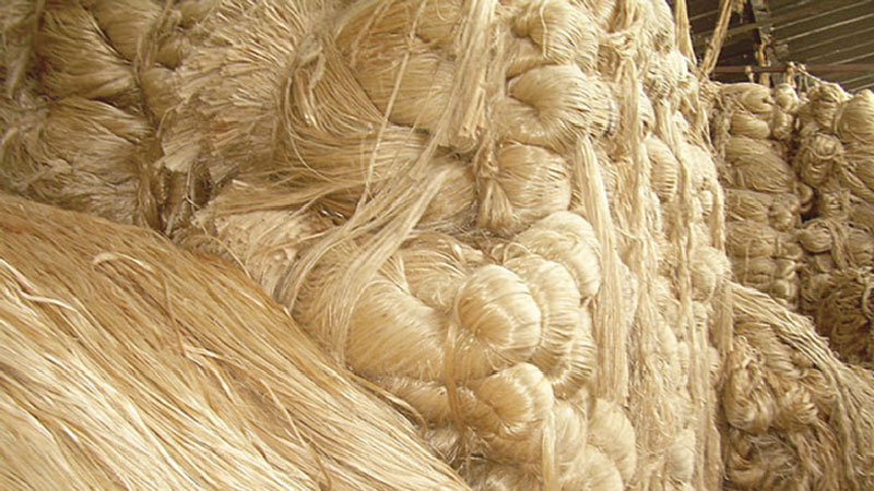 Jute harvesting goes on in Rajshahi division