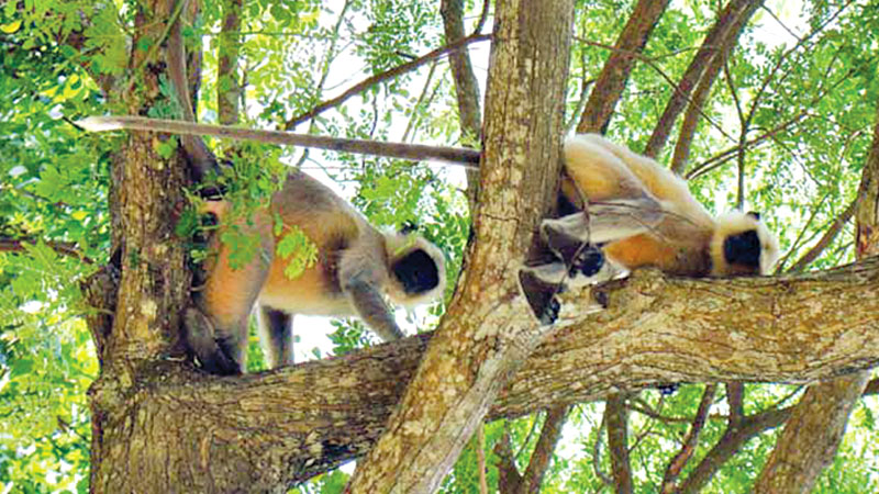 Langurs in Jashore vulnerable due to lack of food, shelter