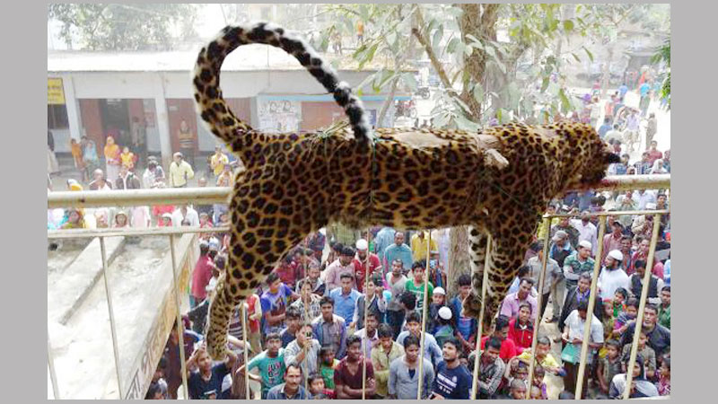 Leopard killed after it hurts mayor