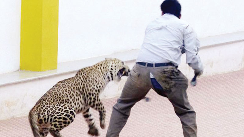 Can we learn to live with leopards?