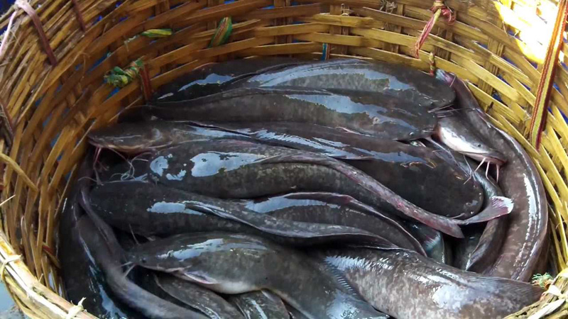 Live fish sale in markets gaining popularity 