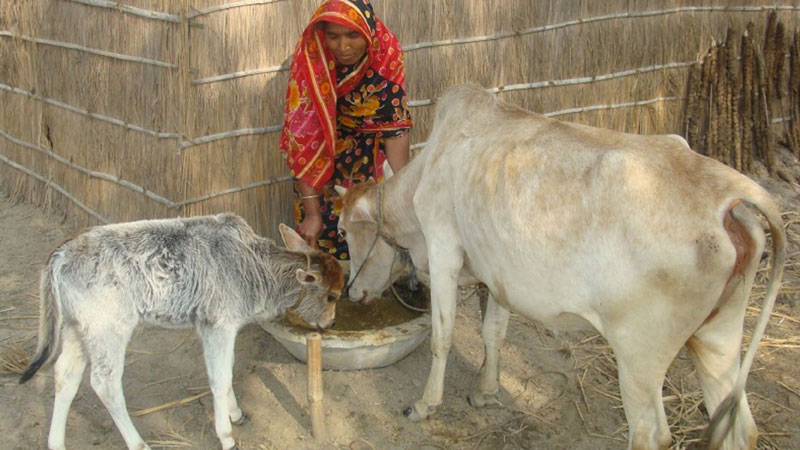 Livestock sector 
needs care
