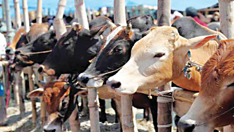 Indian restriction can give a boost to cattle rearing locally