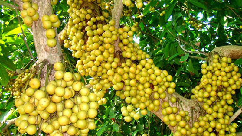 ‘Lotkan’ brings fortune marginal farmers in Narsingdi