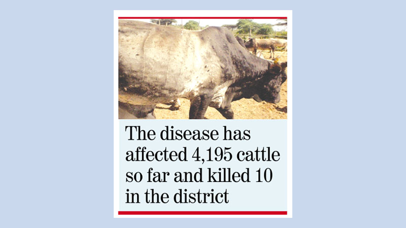 Lumpy skin disease causes concern for Faridpur cattle farmers