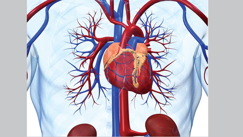 Magnetic heart pump cuts risk of blood clots, stroke 
