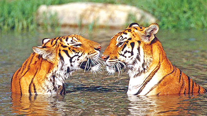 Saving Our Tigers