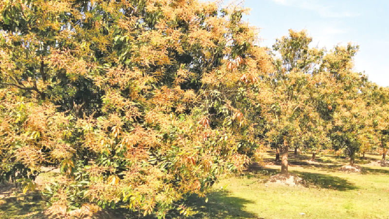 Mango growers eye good yield  in C’nawabganj