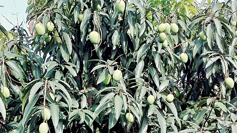 Mango production likely to exceed target in Rajshahi