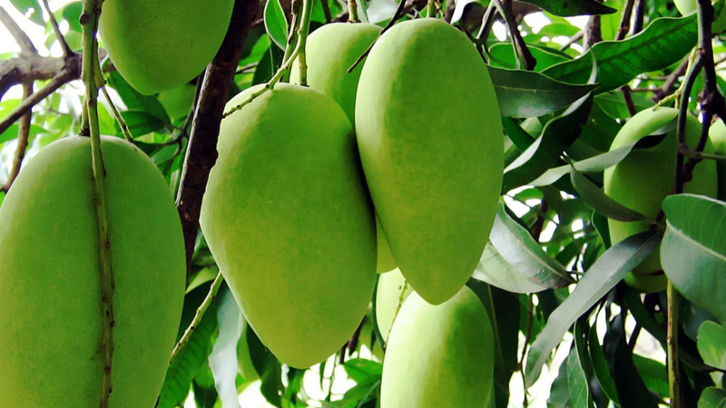 Rich mango crop likely this season