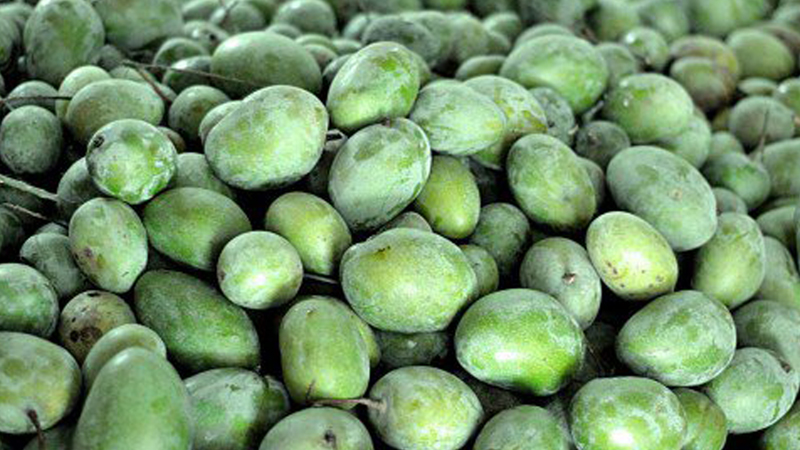 Explore new export 
market for mango