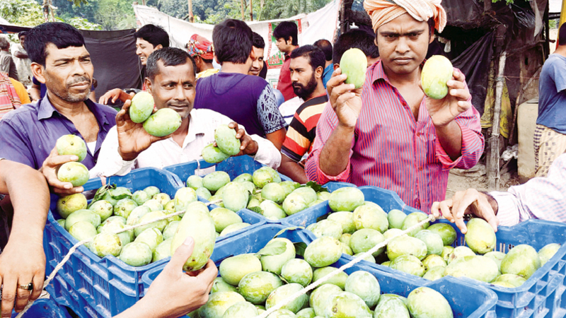 Mangoes start appearing in Rajshahi markets
