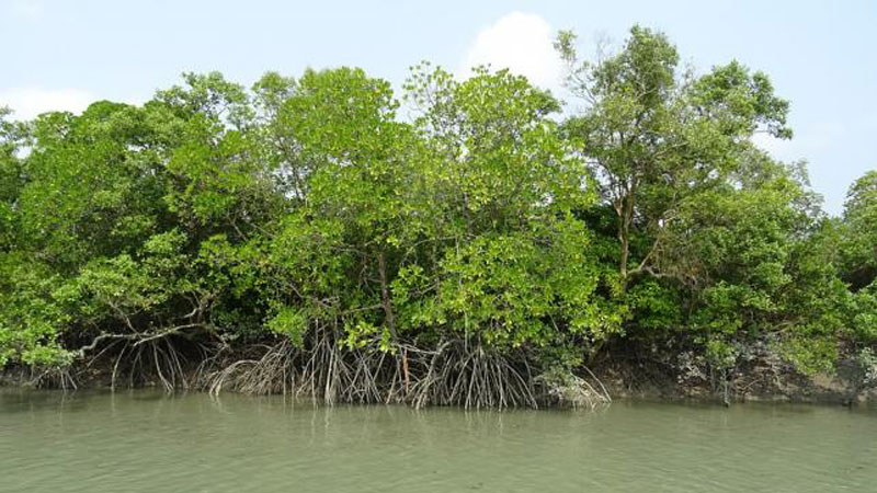 Mangrove forests depleting fast 