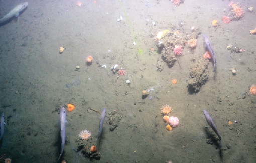 Humanity’s health may rely on what sits on the Arctic seabed
