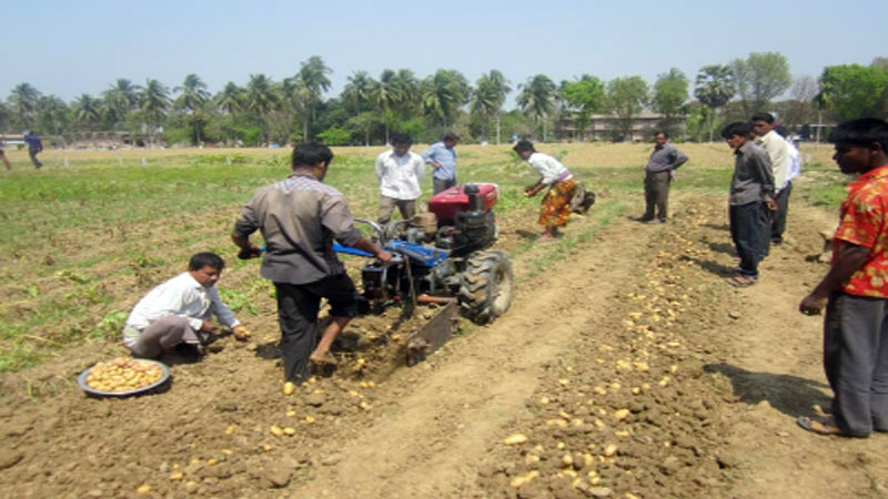 Mechanized harvester gains popularity in Rajshahi