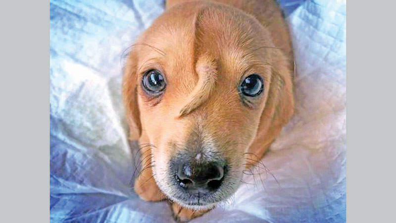 Meet Narwhal, the rescue puppy with a tail growing out of his forehead