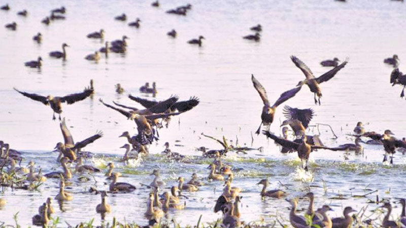 Migratory birds battle poachers in Khulna