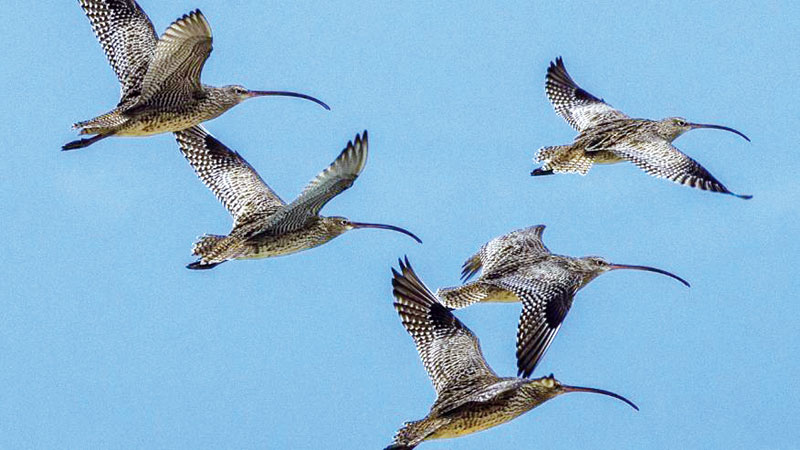 Migratory birds, marine species under threat