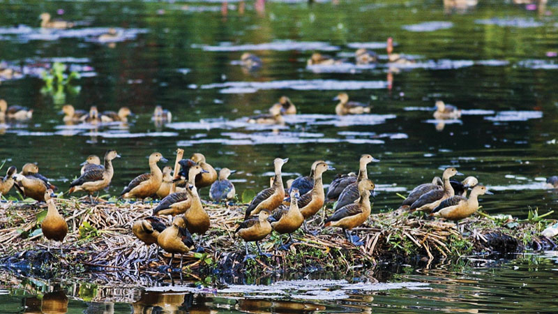 Declining migratory birds