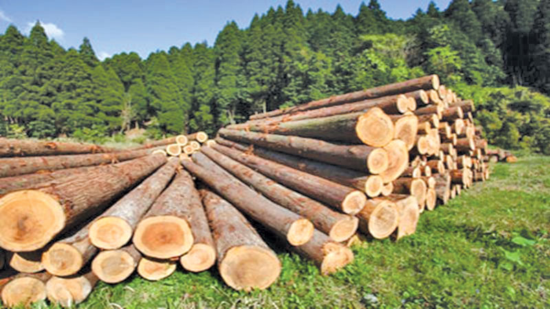 Mindless felling of trees