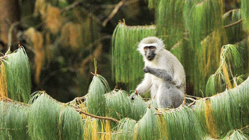 Female monkeys use wile to rally troops