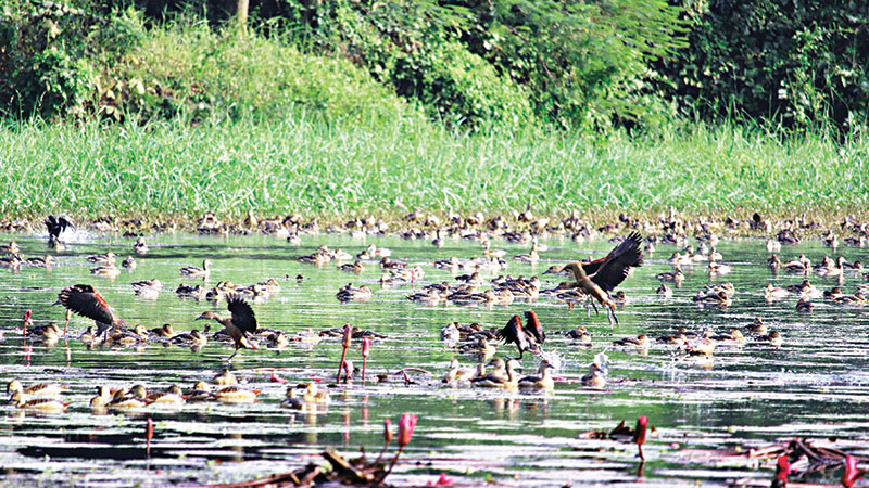 More winged guests arrive at JU this year