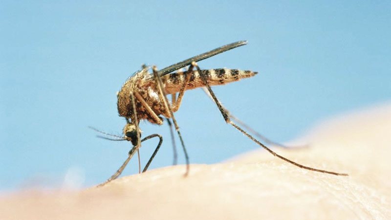 Why Do Mosquitoes Prefer Biting Some Over Others