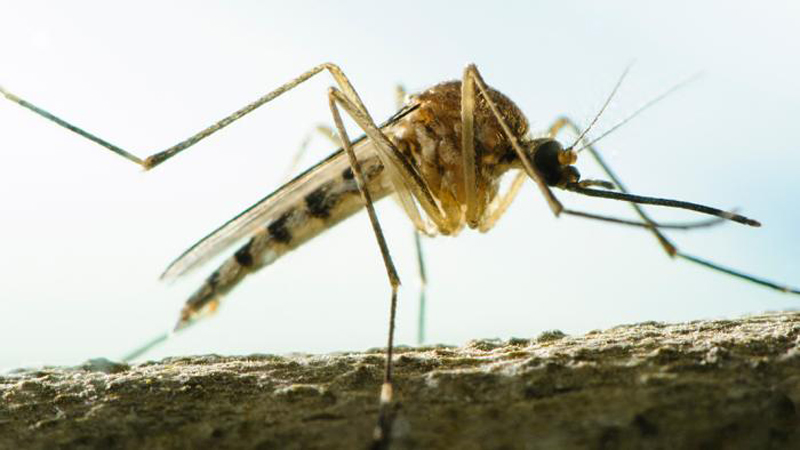 Mosquitoes kill ‘7.25 lakh people worldwide annually’