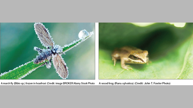 When your veins fill with ice