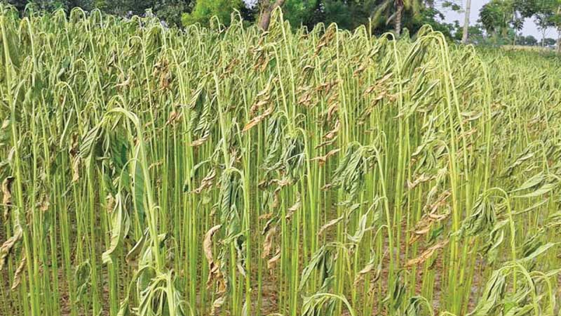 Scanty rainfall hits jute cultivation 
