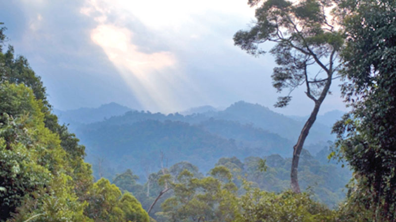 Natural climate solutions: Optimal approach 
to averting climate catastrophe