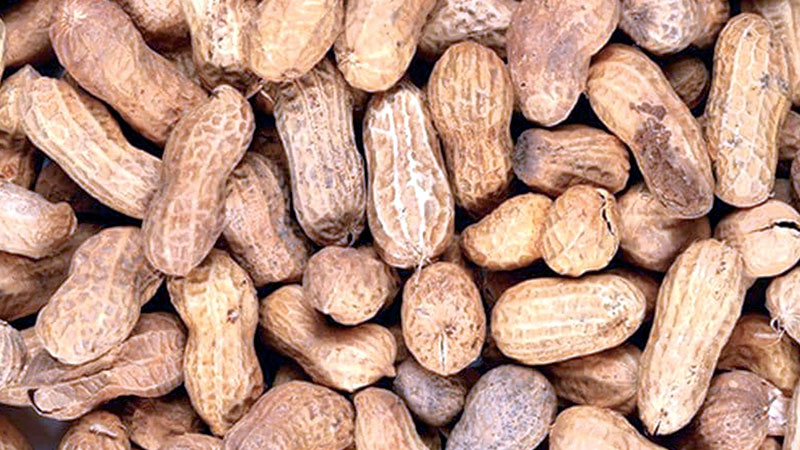 New treatment could 
be breakthrough 
against peanut allergy
