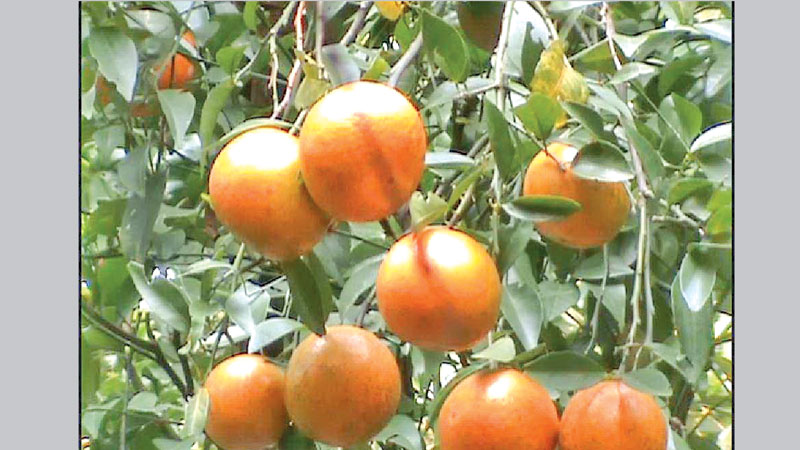 Orange cultivation gains popularity