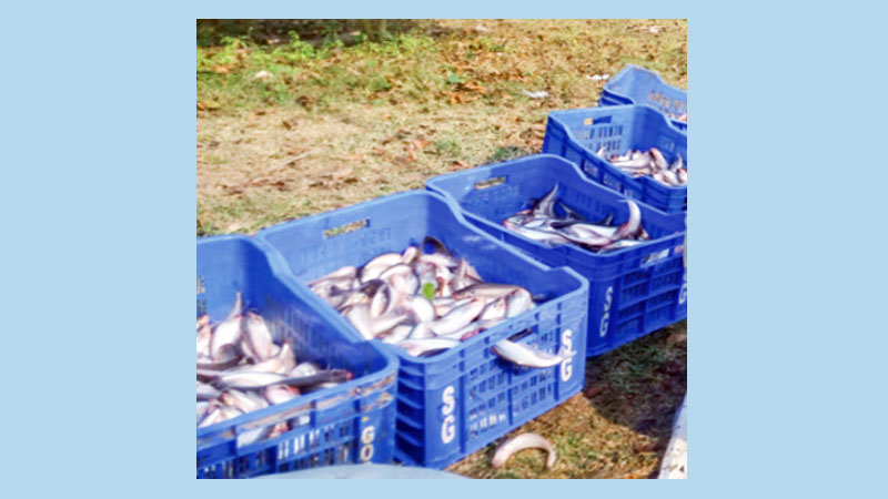 ‘Pabda’ farming fetches handsome profits 